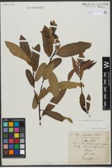 Foto von Salix triandra L. x Salix viminalis L.